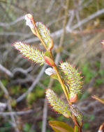 Imagem de Salix prolixa Anderss.