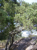 صورة <i>Pinus orizabensis</i>