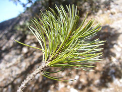 صورة <i>Pinus orizabensis</i>