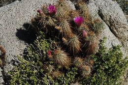 Image of Engelmann's hedgehog cactus