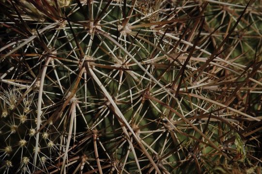 Image of Engelmann's hedgehog cactus