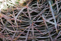 Plancia ëd Ferocactus cylindraceus (Engelm.) Orcutt