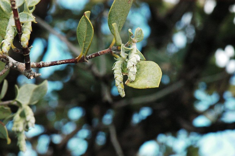 Sivun Garrya flavescens S. Watson kuva