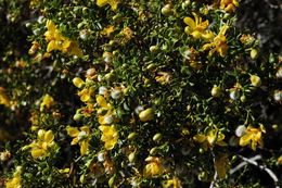 Image of creosote bush