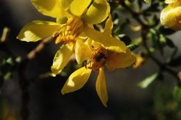 Image of creosote bush