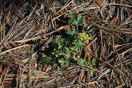 Imagem de Lomatium lucidum (Nutt.) Jepson