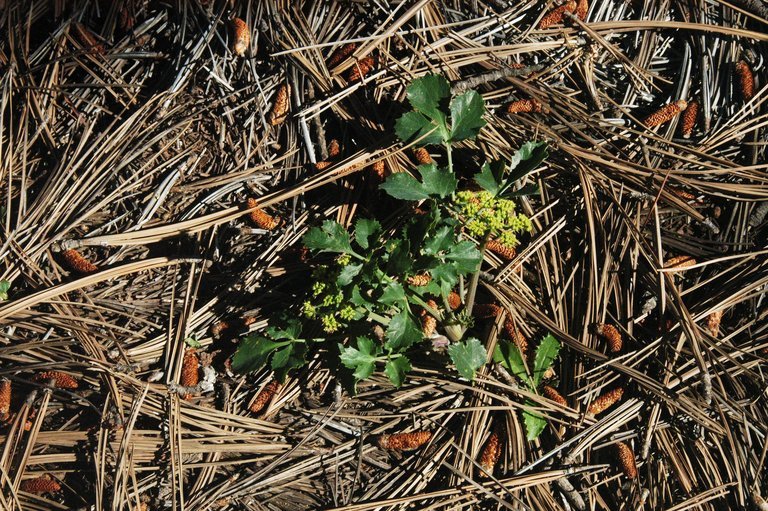 Image of shiny biscuitroot