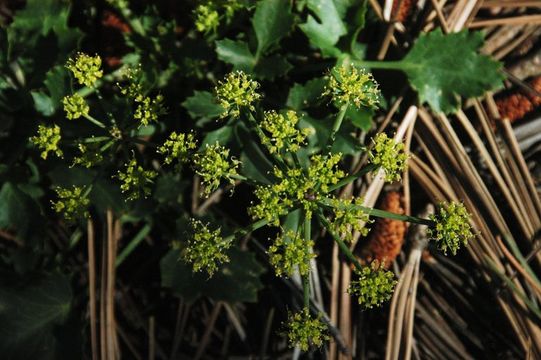 Image of shiny biscuitroot