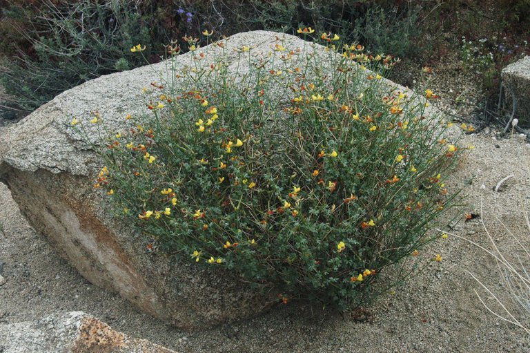 <i>Acmispon rigidus</i> resmi