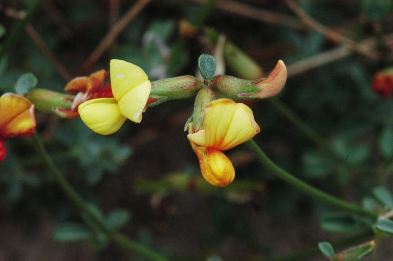 <i>Acmispon rigidus</i> resmi