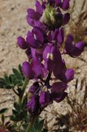 Imagem de Lupinus arizonicus (S. Watson) S. Watson