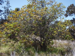 Image of mountain sandalwood