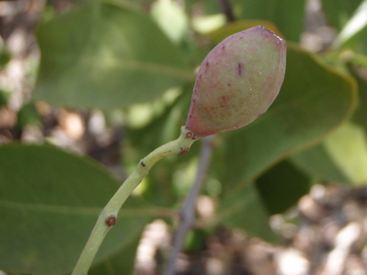 Image of mountain sandalwood