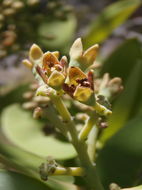 Image of mountain sandalwood