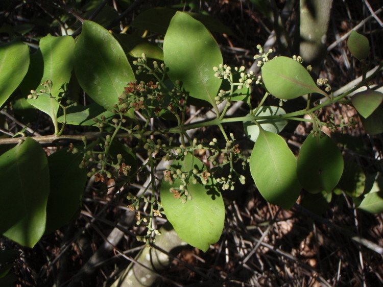 Image of mountain sandalwood