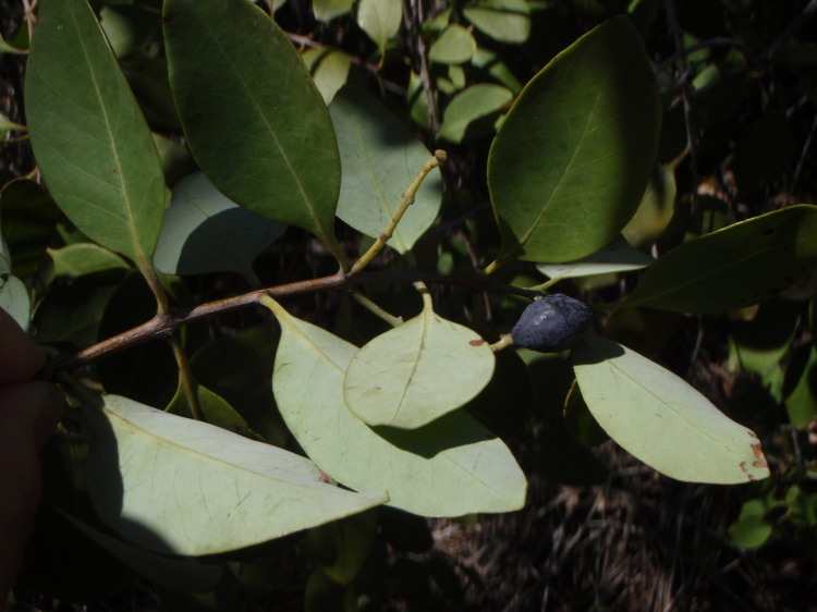 Image of mountain sandalwood