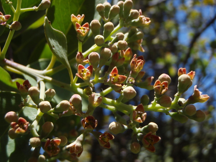 Image of mountain sandalwood