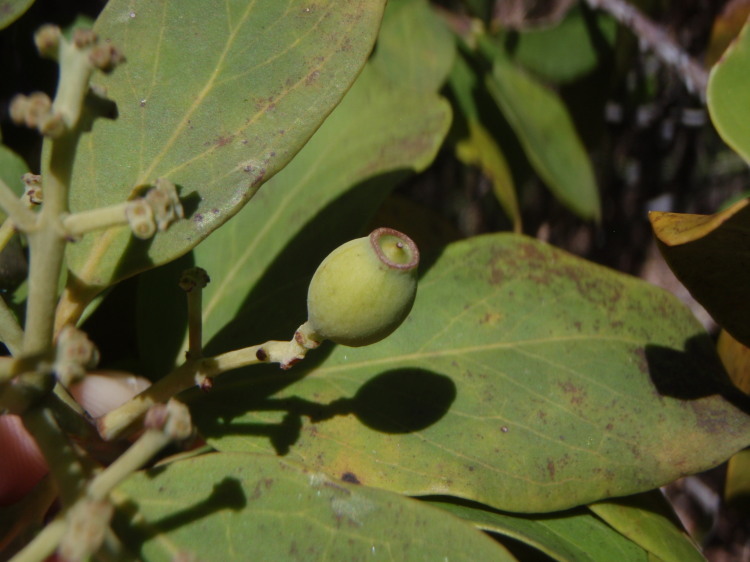 Image of mountain sandalwood