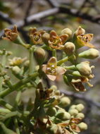 Image of mountain sandalwood