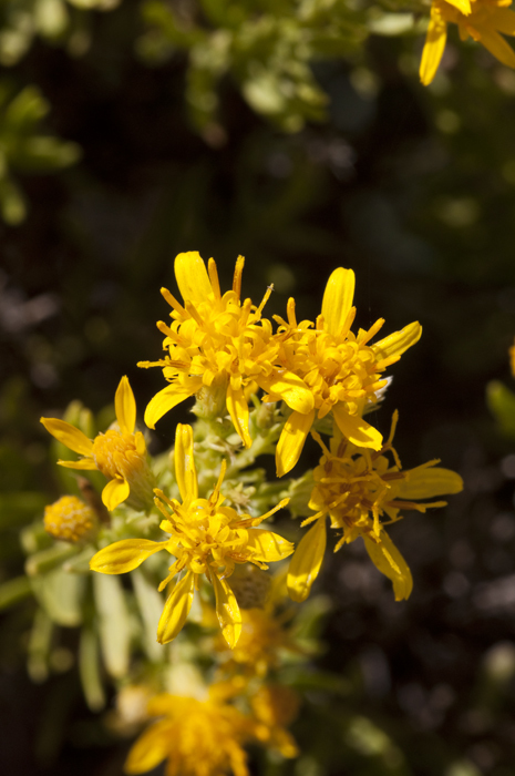 Imagem de Ericameria laricifolia (A. Gray) Shinners