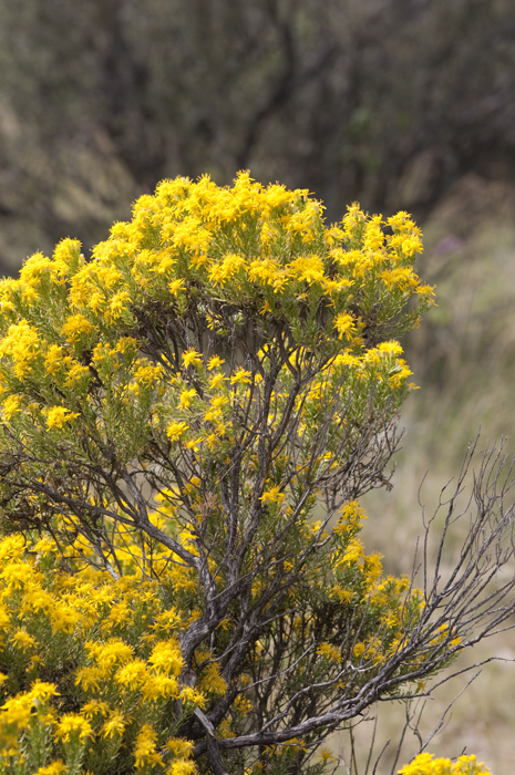 Imagem de Ericameria laricifolia (A. Gray) Shinners