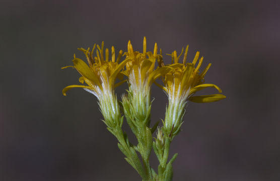 Image of turpentine bush