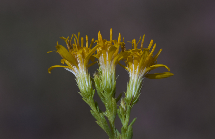 Imagem de Ericameria laricifolia (A. Gray) Shinners