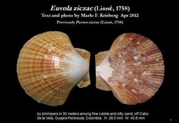 Image of Bermuda sand scallop