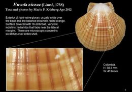 Image of Bermuda sand scallop