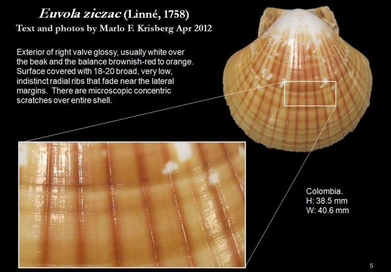 Image of Bermuda sand scallop