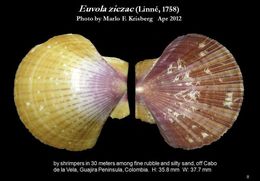 Image of Bermuda sand scallop