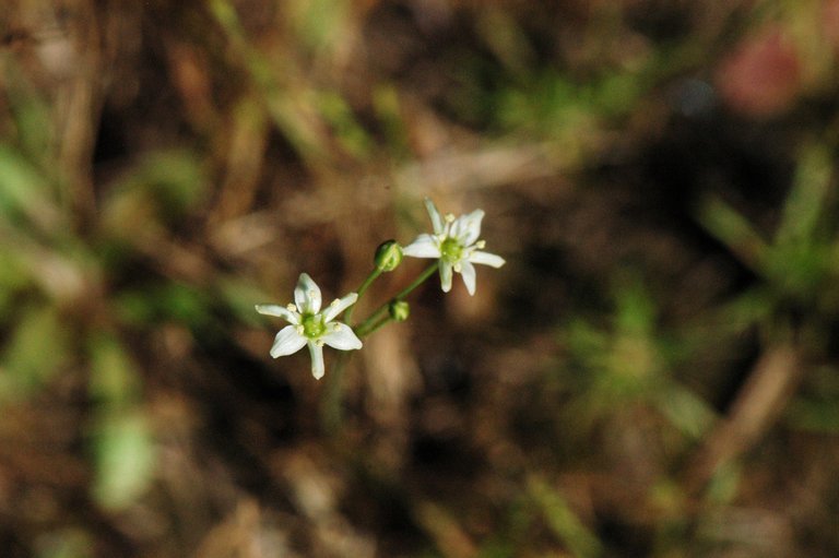 Imagem de Muilla maritima (Torr.) S. Watson ex Benth.