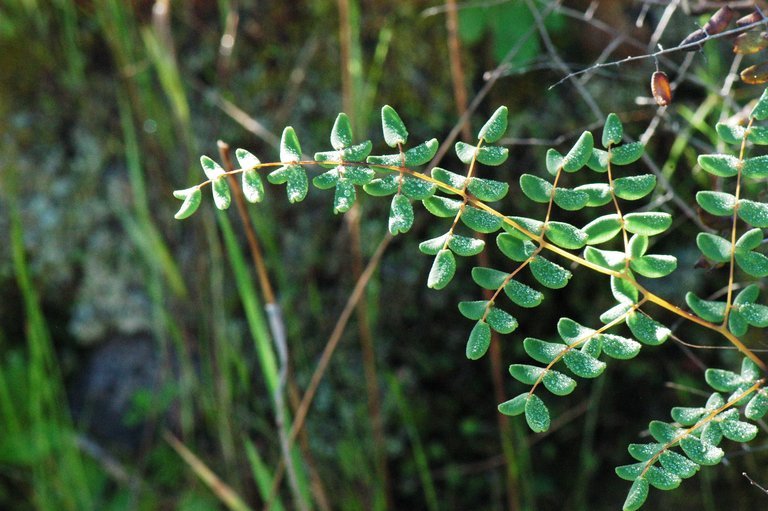 Image de Pellaea andromedifolia (Kaulf.) Fée