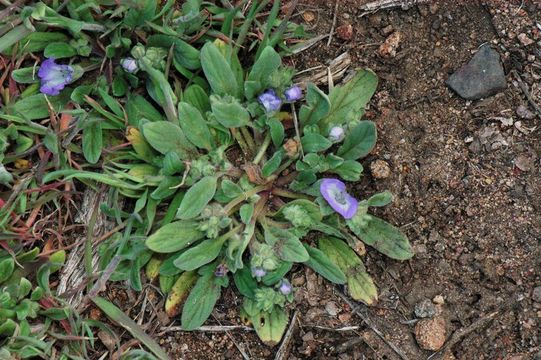 Image of Washoe phacelia