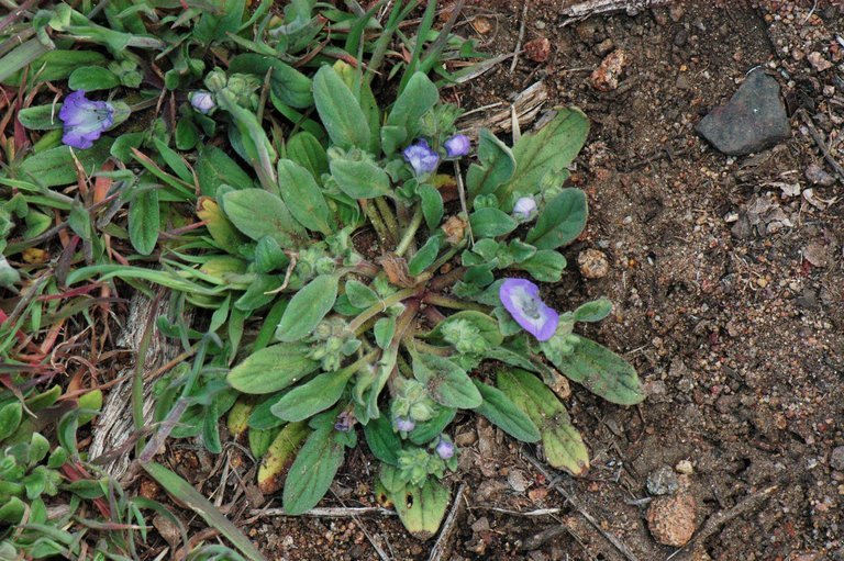 Image de Phacelia curvipes Torr. ex S. Wats.