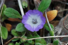 Image de Phacelia curvipes Torr. ex S. Wats.