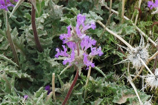 Image of thistle sage