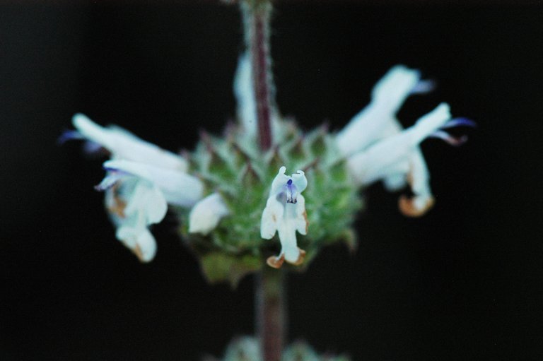 Image of black sage