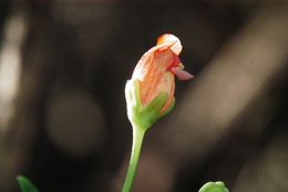 Image of California Figwort