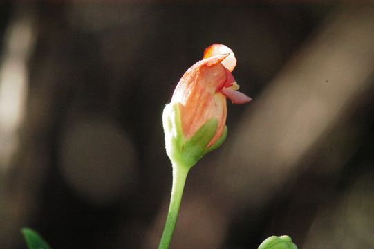 Scrophularia oregana Pennell resmi