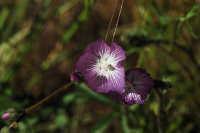 Image de Sidalcea sparsifolia (C. L. Hitchc.) S. R. Hill