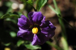 Image of Parish's nightshade