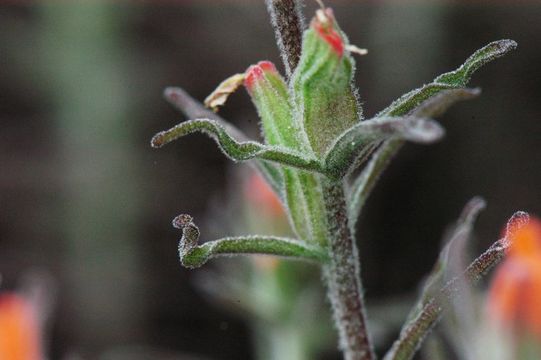 Слика од Castilleja foliolosa Hook. & Arn.