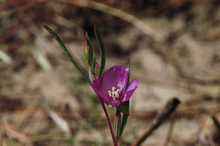 Image of winecup clarkia