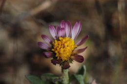 Image of common sandaster