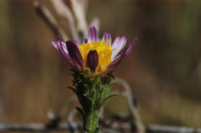 Sivun Corethrogyne filaginifolia (Hook. & Arn.) Nutt. kuva