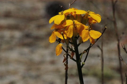 Image of Ben Lomond wallflower