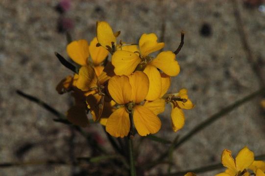 Image of Ben Lomond wallflower