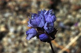 Image of bluehead gilia