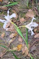 Plancia ëd Iris fernaldii R. C. Foster